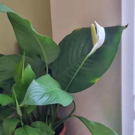 Apartamento Casa Colimoro *